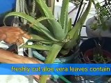 Healthy Food Recipe - Marshall Islands Smoothie with Aloe Vera
