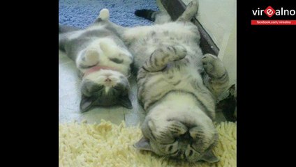 40 Animals And Their Cute Babies