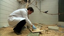 Are birds as smart as mammals? - Extraordinary Animals - Series 2 - Earth