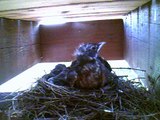 robins feeding 3 baby robins in robins nest
