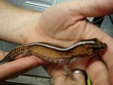 Fat tail geckos
