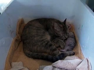 Newborn kittens, only one day old