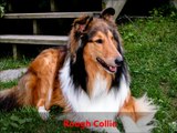 Dog Breeds R-Z (rare and common)