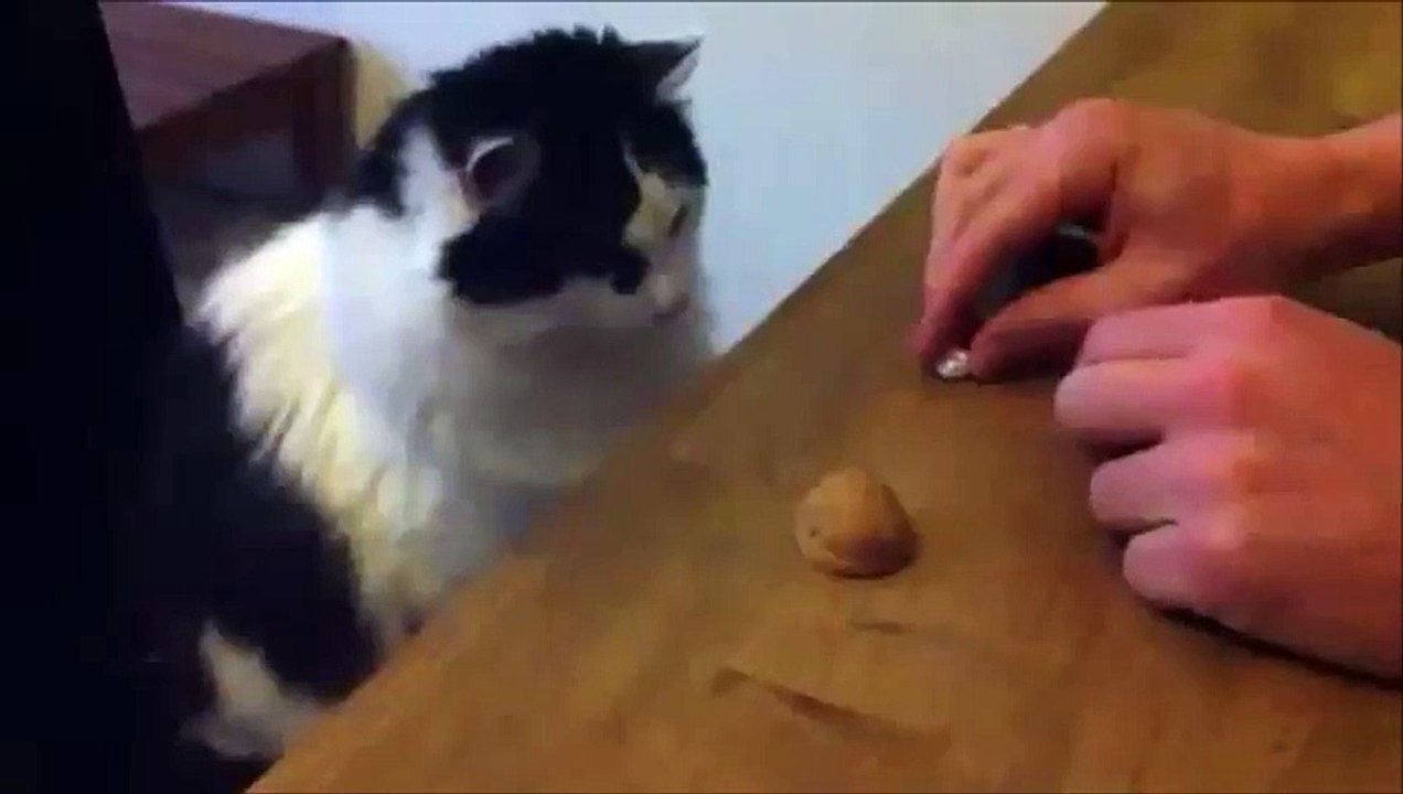 Cat plays guessing game