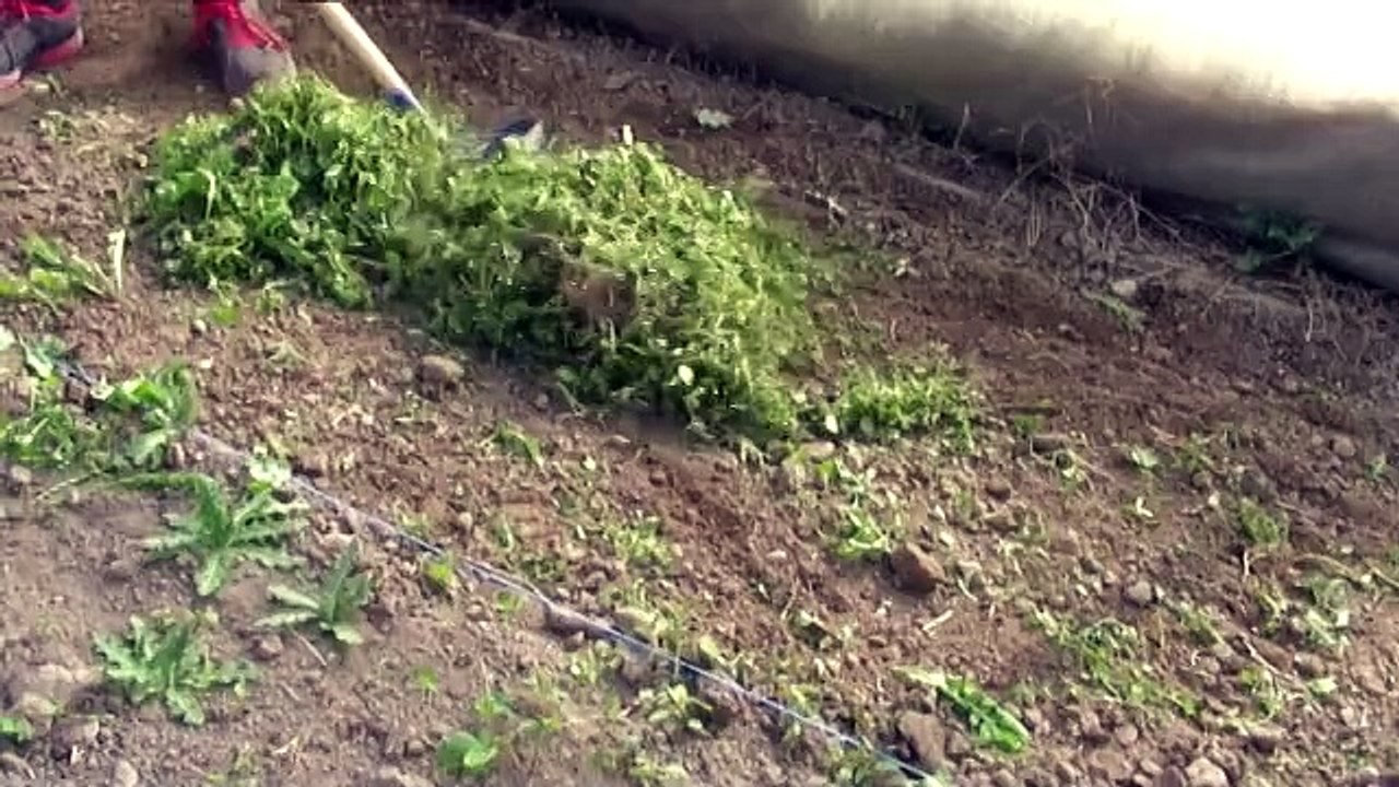 Club maraîchage au lycée agricole du Valentin à Valence