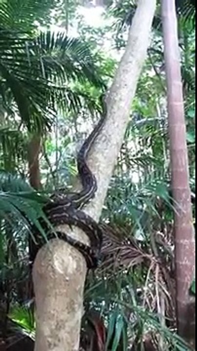Do Python Climb Trees ? Huge Python Climbing on Straight Tree Amazing