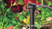 How to Setup a Drip Irrigation System for Containers/Potted Plants