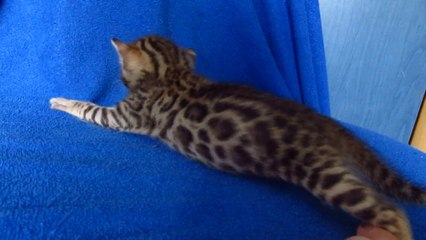 Бенгальский котик №1
