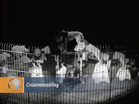 Circusvoorstelling - 1943