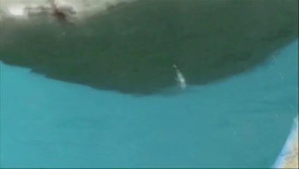 Sauvetage d'un lion de mer géant blessé par un harpon