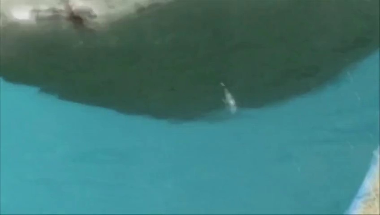 Sauvetage d'un lion de mer géant blessé par un harpon