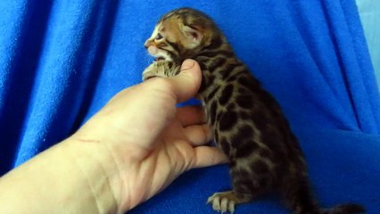 Бенгальский котик №3