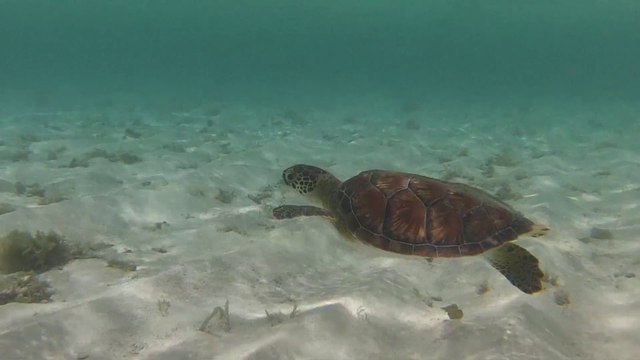 Direction les merveilles sous-marines de la Guadeloupe
