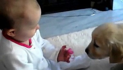 COMPIL CHATS et CHIENS -net - drôle !!