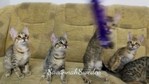 Savannah kittens playing together. These ones are really fast