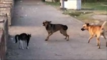 Young Cat Vs Pack of Dogs ! - Funny ! - Храбрый Кот Против Своры Собак ! - Прикол !
