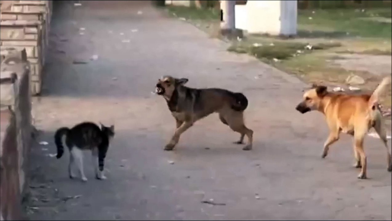 Young Cat Vs Pack of Dogs ! - Funny ! - Храбрый Кот Против Своры Собак ! - Прикол !