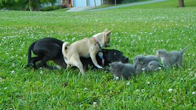 Чихуахуа защищает котят