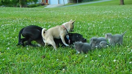 Чихуахуа защищает котят