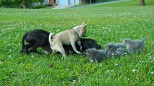 Чихуахуа защищает котят