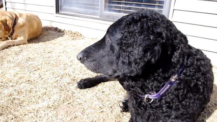 Curly Coated Retriever