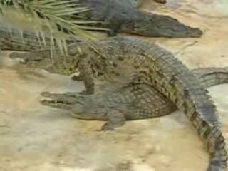 Ferme des crocodiles djerba