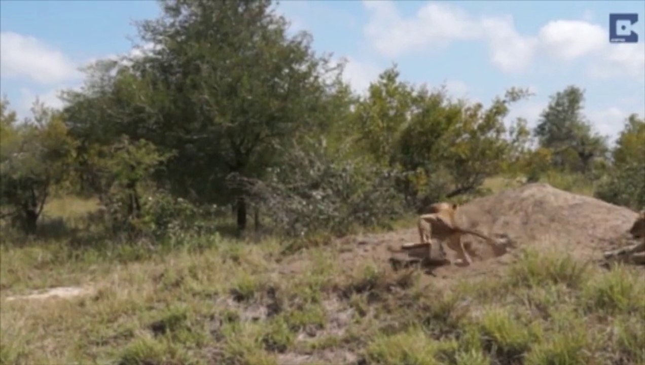 Comment échapper à des lions affamés