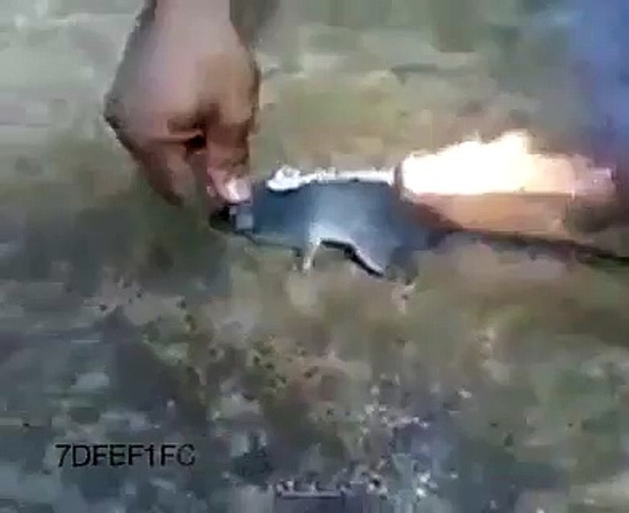 Mice run like a rocket