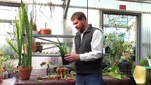 How to Propagate House Plants from Cuttings & Off Shoots