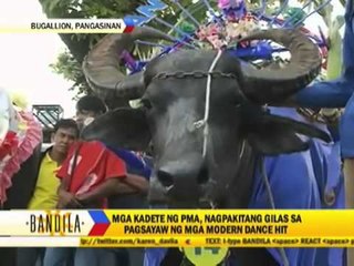 Animals in dresses strut in fashion show