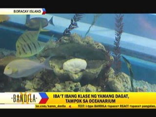 Marine riches on display in Boracay's newest attraction