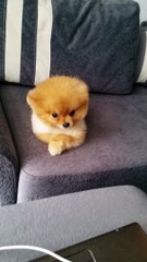satilik kopek boo dog pomeranian 05333974577