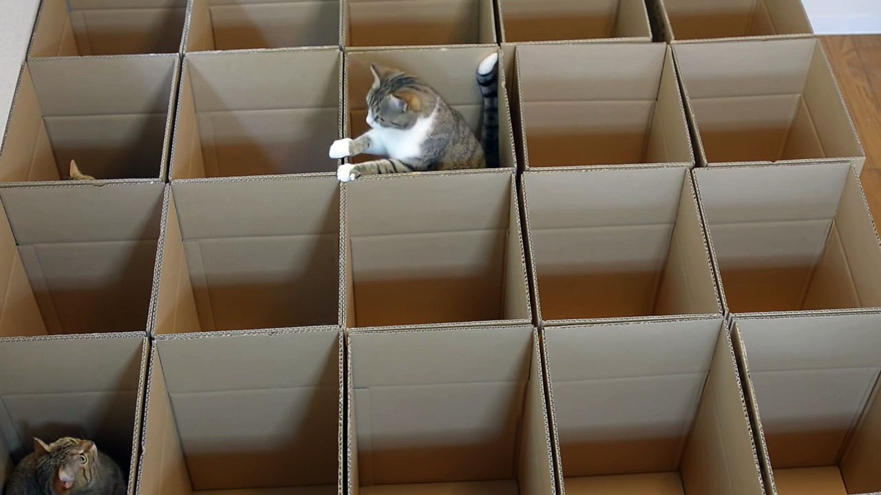 Le vrai paradis des chats !!