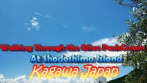 Japan Travel: Walking Through the Olive Park on Shodoshima Island, Kagawa Prefecture, Japan