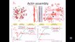 Actin filaments | structure and assembly