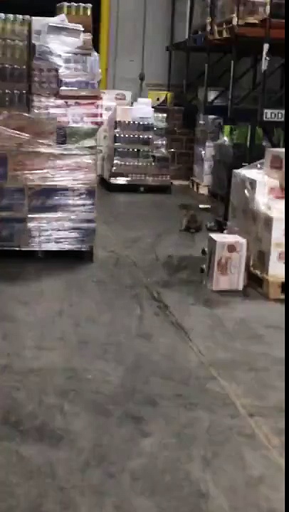 Raccoon drank alcohol