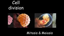 B2 Cell division   mitosis and meiosis