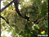 Una parra familiar con 270 kilogramos de uva