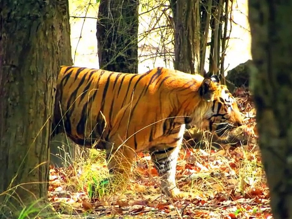 Robust Tiger Series - Bamera Male
