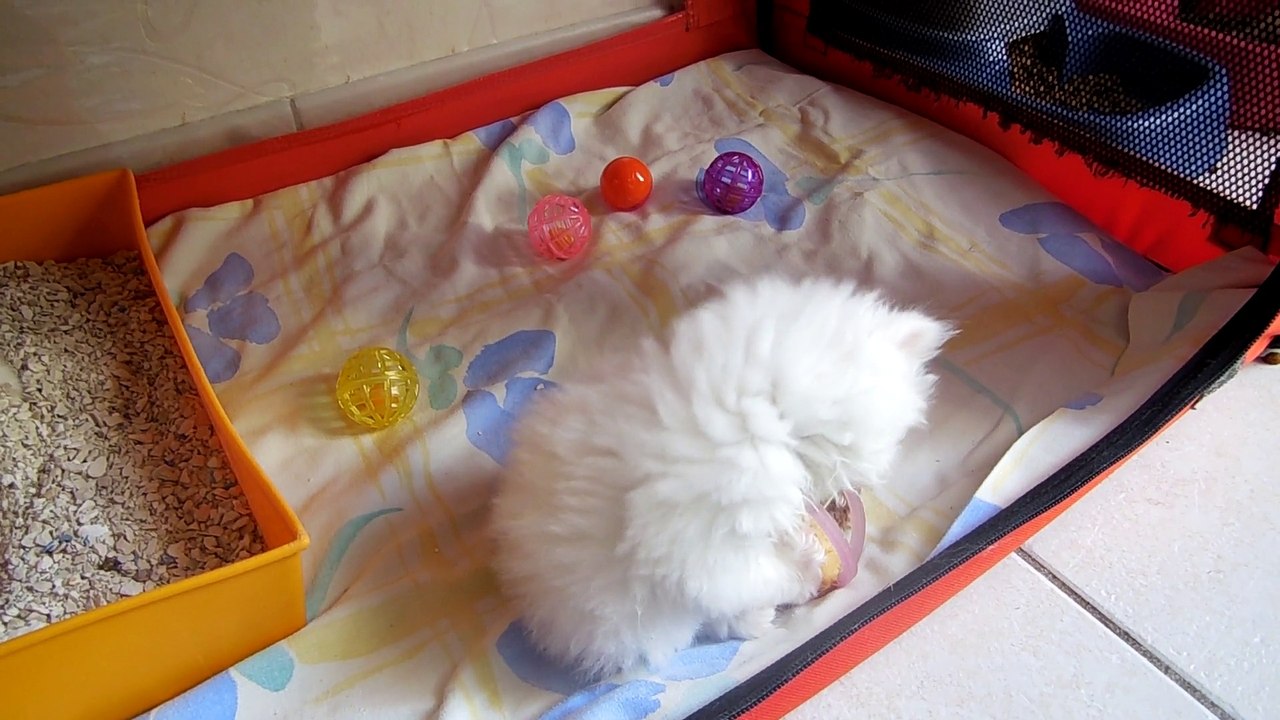 mes bébés six semaines