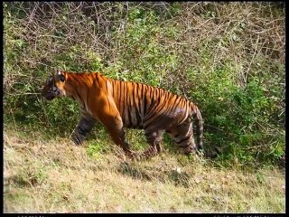Robust Tiger Series - Raja (Arnold of Cat World)