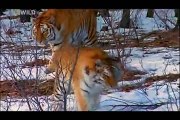 Siberian(Amur) Tiger - The Undisputed King of Taiga