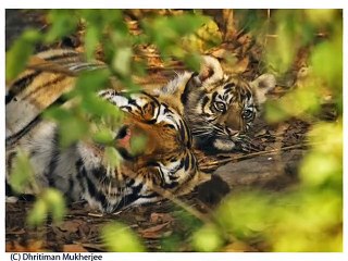 Tiger Anthem (Save the Tigers