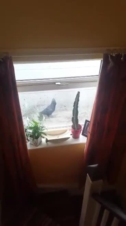 Bird desperately tries to enter house
