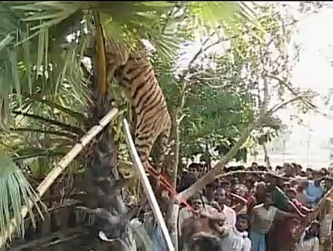 Tiger Claws can expand out to 4.5 inches - Animal Planet