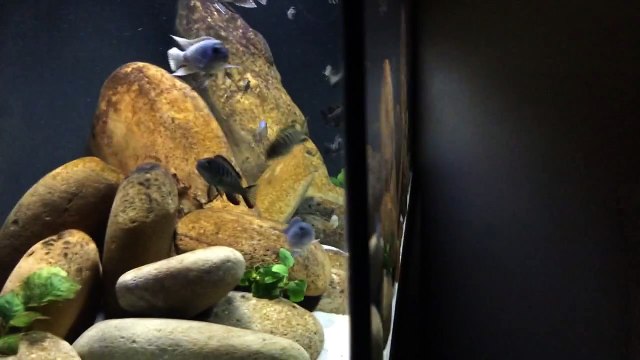 Mbuna Talk: Tank Tour - 1 Month