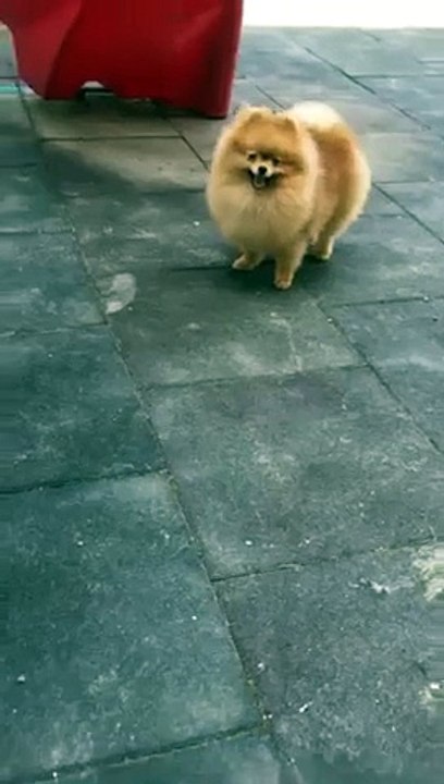 FCI SCR BELGELİ SATILIK POMERANİAN YAVRULARI