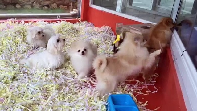 SATILIK POMERANİAN VE MALTESE TERRİER YAVRULARI