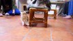 [ Kittens Please play with me. ／ 子猫ちゃん一緒に遊ぼう ] Maine Coon,　Scottish Fold