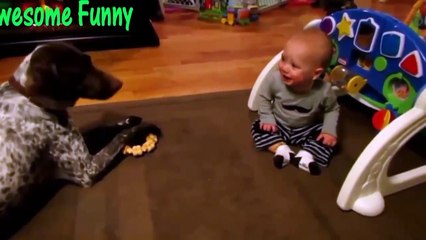 ✔ Funny Animals - Funny Cats - Funny Dogs - Top Funny Animals Dogs And Cats 2015